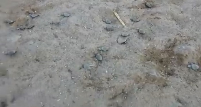 Isola d'Elba tartarughe nascono