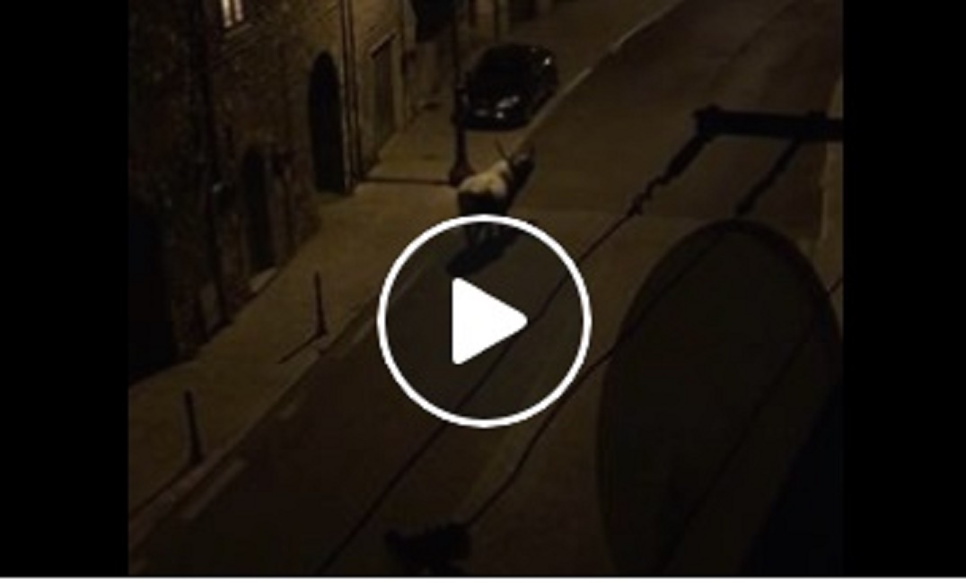 Carpineto Romano, toro si aggira di notte in paese VIDEO