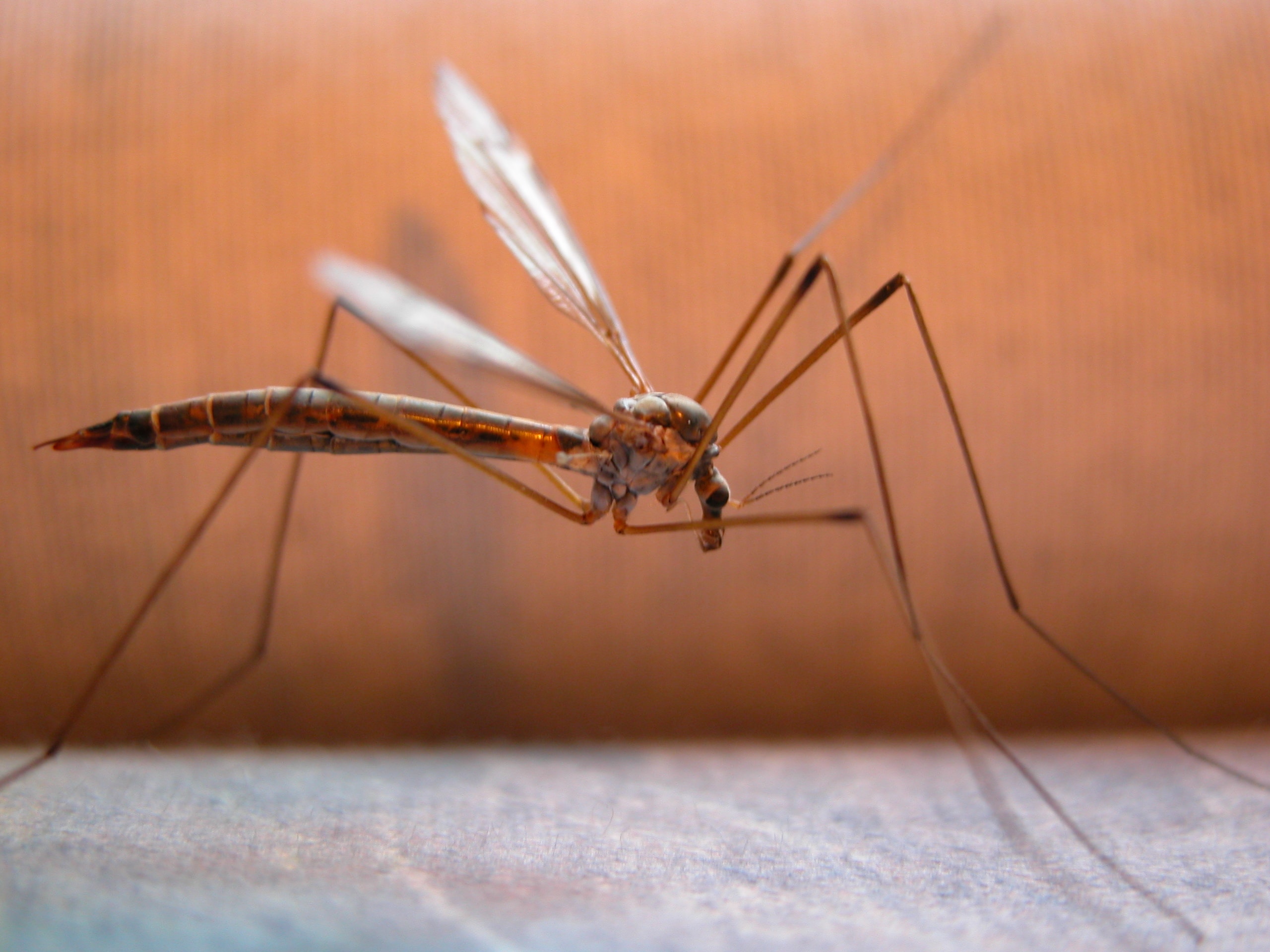 Virus West Nile, morto un anziano a Lugo di Romagna (Ravenna)