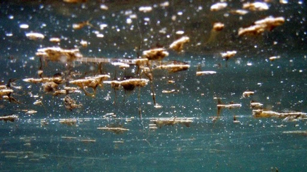 Alga tossica in mare a Rocca San Giovanni (Chieti): rischi per i bagnanti