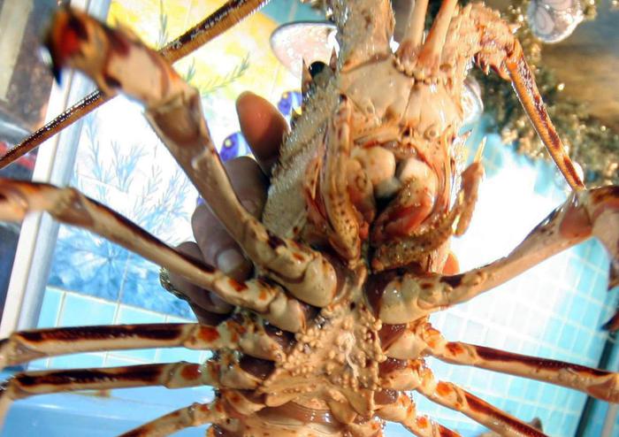 Aragoste sedate con la marijuana prima di essere bollite vive. "Così soffrono meno"