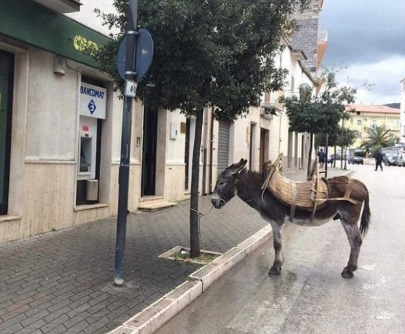 cagnano varano asino