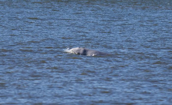 Un beluga nel Tamigi: il cetaceo bianco avvistato nel Kent FOTO