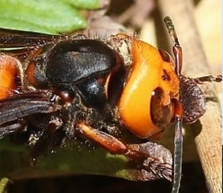 Grottaferrata, il Comune: "Attenti al calabrone asiatico". 60enne ricoverato dopo choc anafilattico