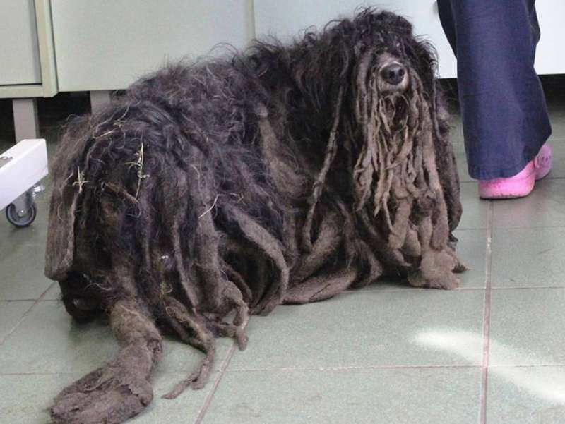 Polonia, cane non riusce a camminare per il troppo pelo55