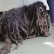 Polonia, cane non riusce a camminare per il troppo pelo3