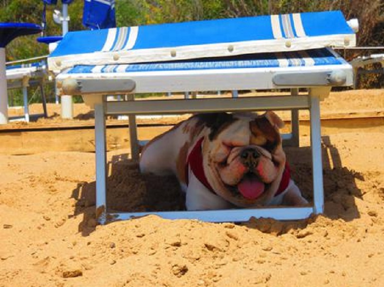 Ravenna, con la moglie porta il cane in spiaggia e viene multato. Aidaa: "Sbaglio di persona" (foto d'archivio Ansa)