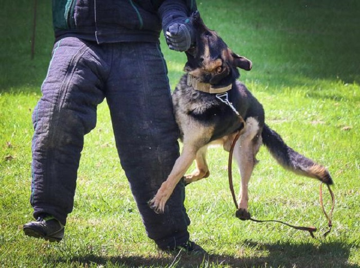Monza, consigliere Pd critica il nome fascista del cane poliziotto