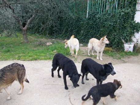 Marcianise, vietato dar da mangiare ai cani randagi. Multe fino a 150 euro