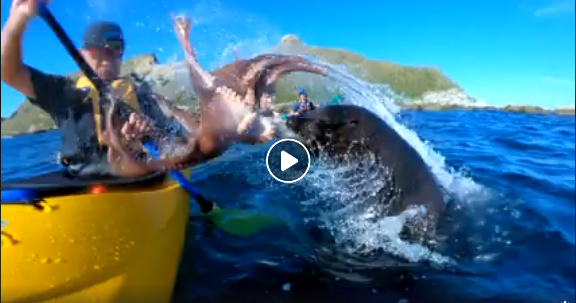Nuova Zelanda, lo strano attacco della foca col polpo al kayak