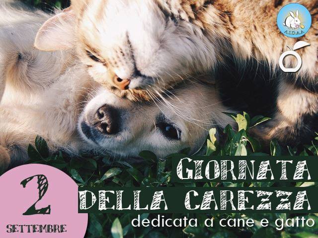 Giornata della carezza per gatti e cani oggi, 3 settembre