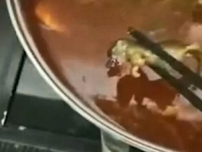 Cina: topo morto nel piatto di zuppa di cliente incinta, ristorante offre soldi per farla abortire