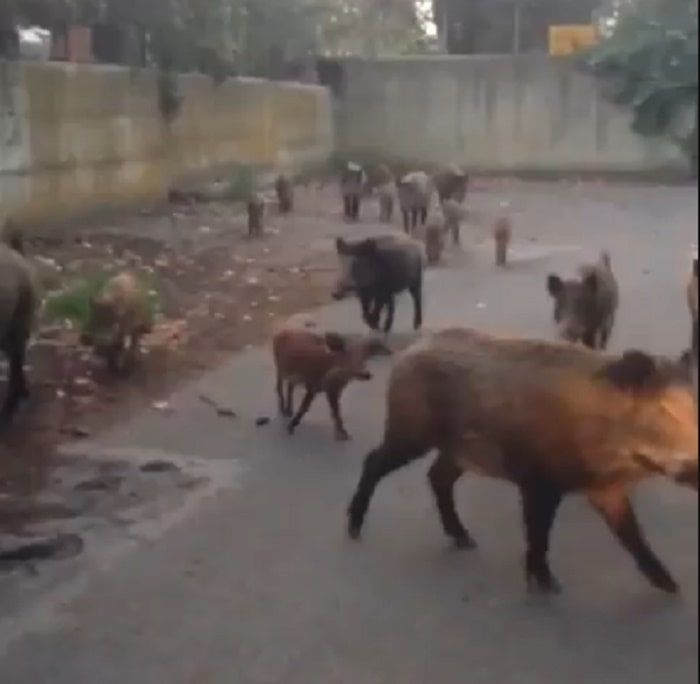 Roma, cinghiali strada