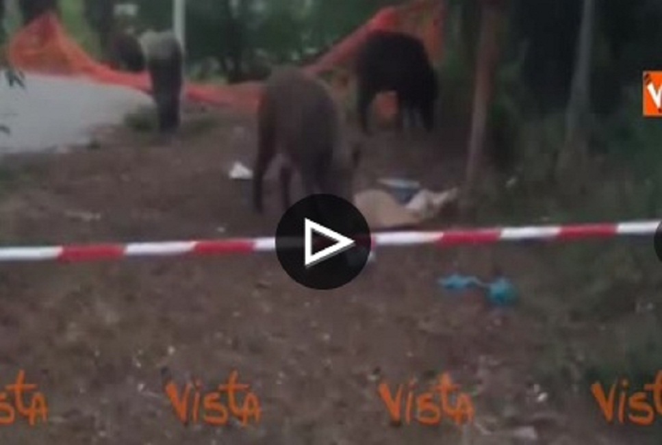 Roma, cinghiali vicino alla Tomba di Nerone: cercano cibo tra i rifiuti sparsi VIDEO