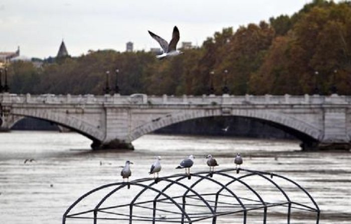 Gabbiani padroni di Roma, simbolo della decadenza italiana. L'articolo del NYT