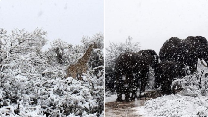 Giraffe ed elefanti innevati in Sudafrica Il VIDEO