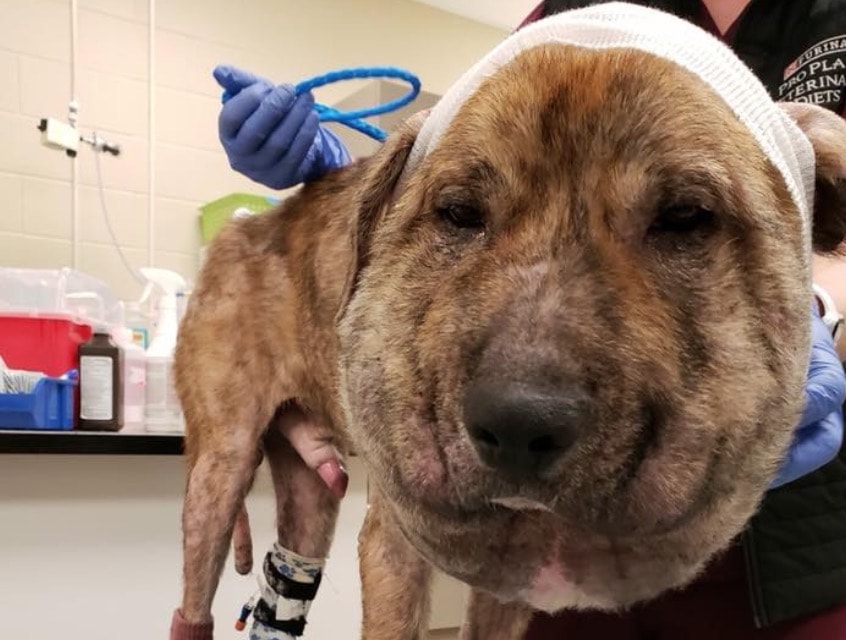 Legano un laccio intorno al collo del cucciolo e lo abbandonano: cane deformato