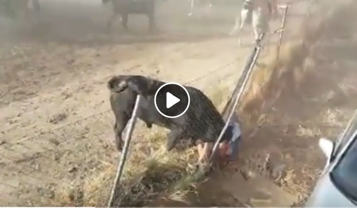 Spagna, uomo incornato e sodomizzato dal toro durante l'encierro VIDEO