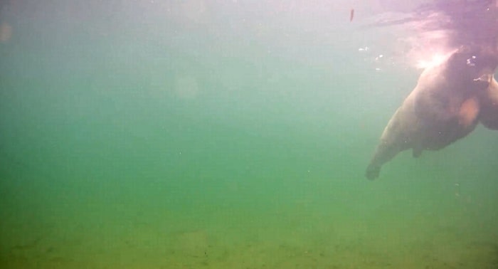 Orso bruno salmoni alaska