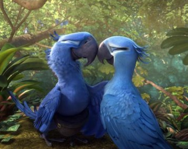 Pappagallo blu ara Spix, protagonista del film 'Rio', si è estinto in natura