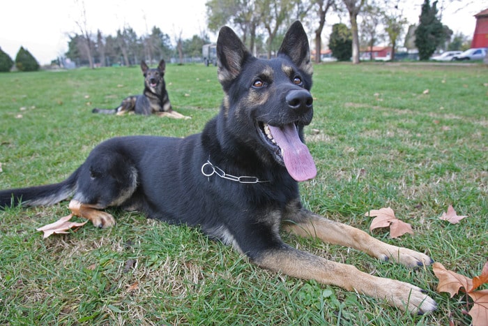 Fondi (Lt): medico scambiato per ladro, sbranato dal cane da guardia della villetta che voleva acquistare