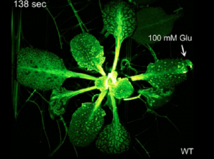 Le piante soffrono: fotografato il dolore