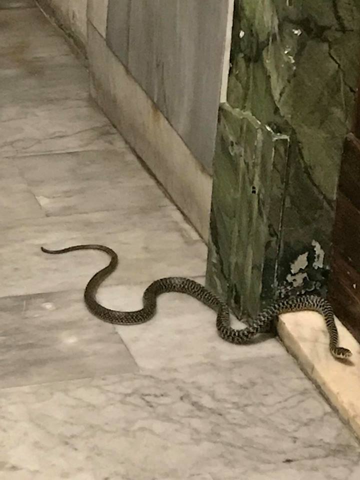 Serpente di fronte porta casa