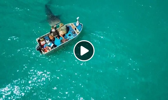 squalo balena australia