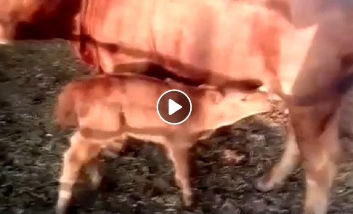 Vitello rosso è nato in Israele: per gli ebrei annuncia la fine del mondo VIDEO