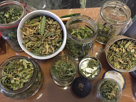 cannabis light guida