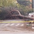 Allerta meteo Roma, decine di alberi caduti7