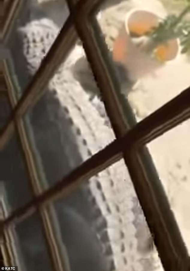 Louisiana, aprono porta casa alligatore