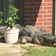Louisiana, aprono la porta di casa e trovano un alligatore sullo zerbino4