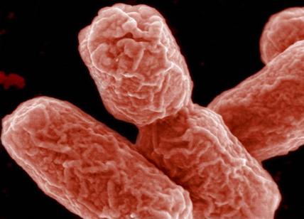 Ulcera carnivora: in Australia altri 49 casi