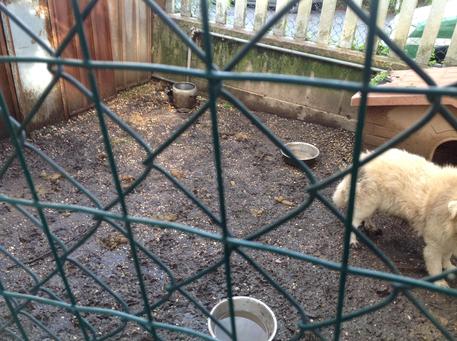 Rovigo, abbandona il cane, ma lui torna a casa. Allora lo fa sopprimere. Condannato