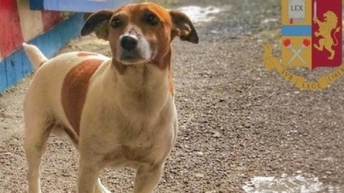 Pocho, il cane antidroga della polizia che la camorra vuole uccidere