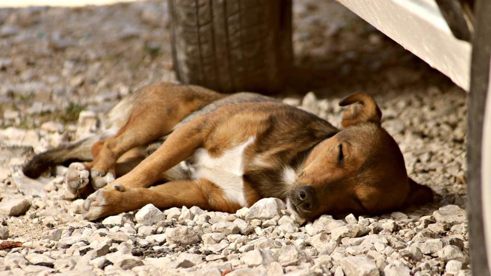 Cani avvelenati, oltre 40 mila da inizio anno. Aidaa: "Siamo alla strage"