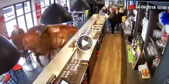 cavalla imbizzarrita