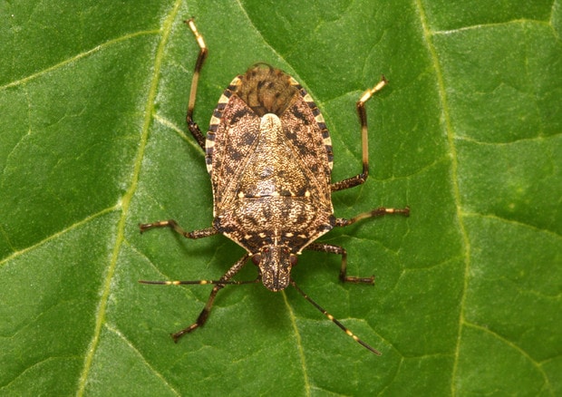 Cimici asiatiche, invasione in Nord Italia. Coldiretti: "Danni al 40% dei raccolti"