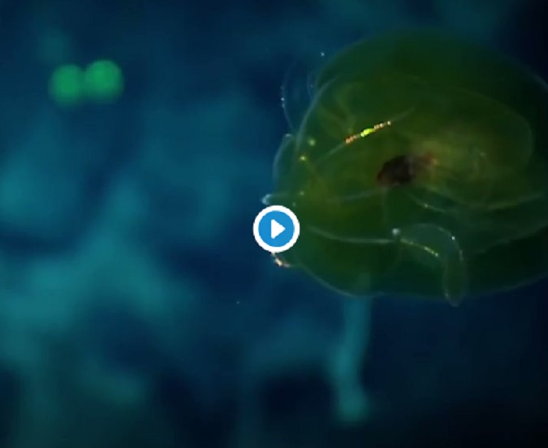 Hawaii, sul fondale dell'oceano c'è lo ctenoforo: verde e scintillante VIDEO