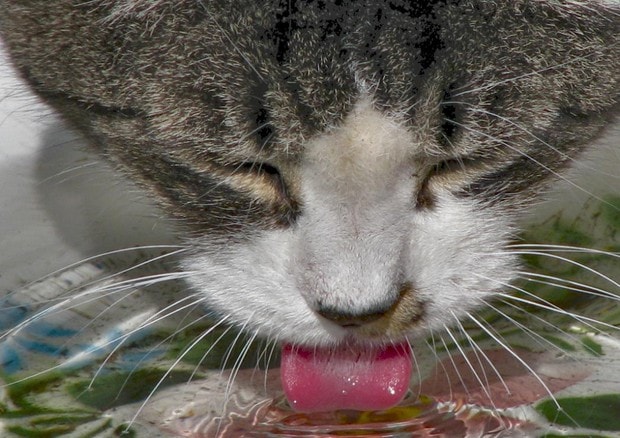 Cibo per gatti e cani: carni diverse da quelle in etichetta in 3 pappe su 4