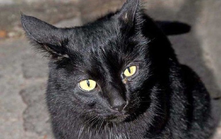 Halloween e la scomparsa di 150 gatti neri: "Le sette sataniche bevono il loro sangue" (foto Ansa)