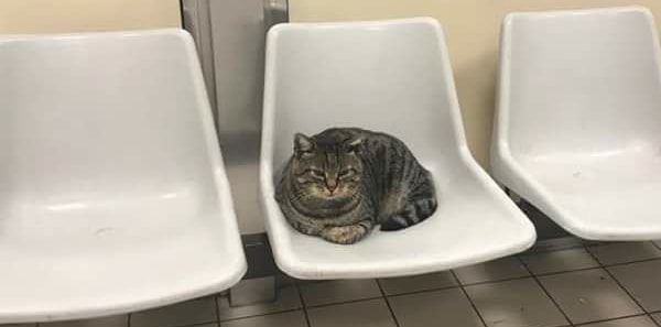 Gatti e cani negli ospedali per stare accanto ai pazienti: la novità in Umbria