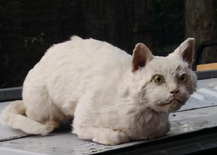 Gatto imbalsamato sul cassonetto a Roma: la FOTO macabra, chi l'ha messo2
