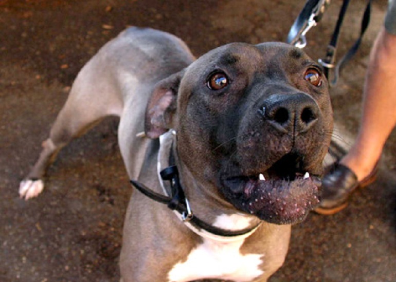 Grosseto, attaccato e dilaniato dai suoi due cani: 28enne in gravi condizioni (foto d'archivio Ansa)