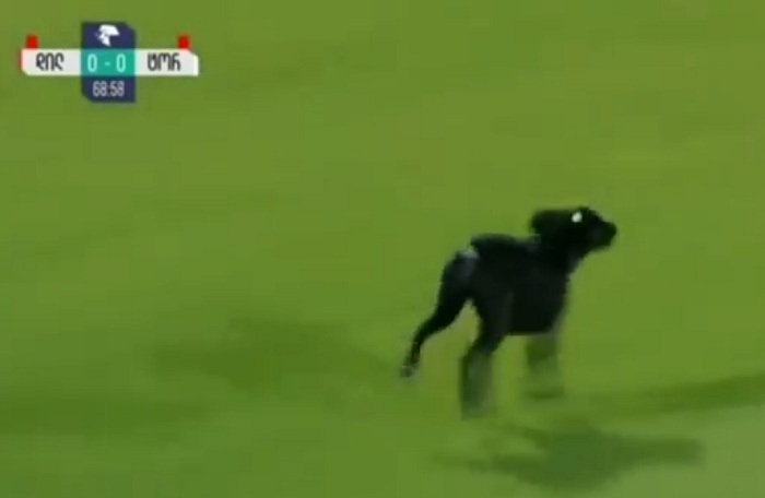 georgia labrador in campo