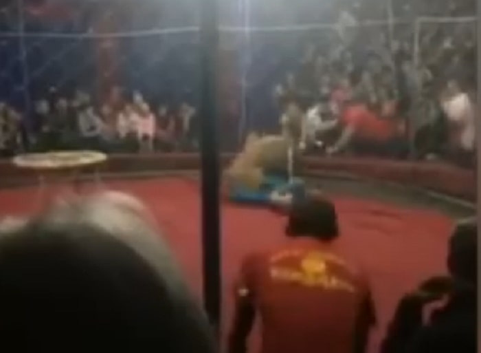 Russia leone attacca circo