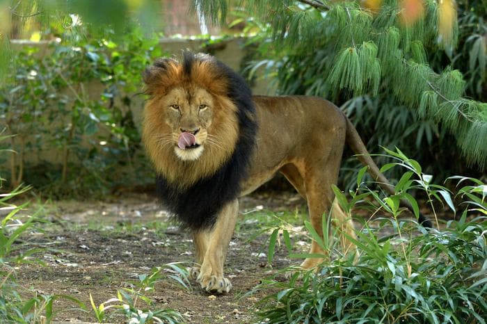 Leoni allevati per cacciarli e ucciderli in Sudafrica, le ossa vendute in Asia