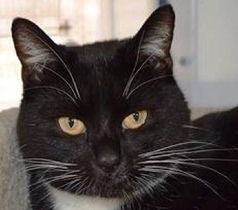 Livorno 88enne muore dissanguata: graffiata dal gatto nel cortile di casa (foto d'archivio Ansa)