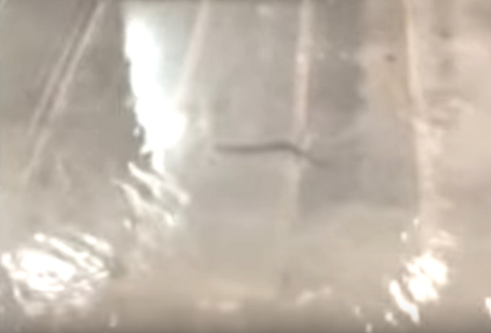 La Spezia anguilla nuota